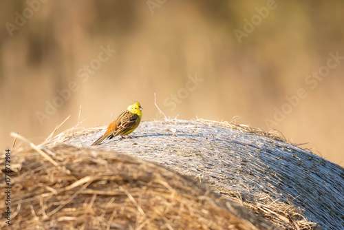 Emberiza citrinella, Emberiza citrinella, Emberiza citrinella, a species of small, partially migratory bird in the bunting family
