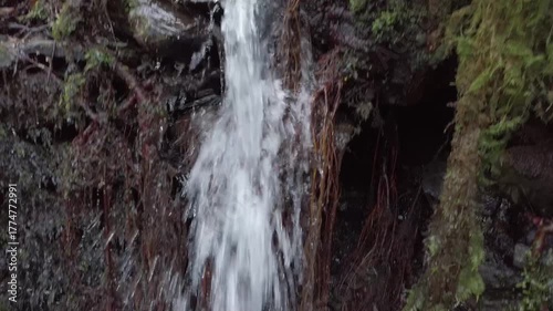 D-Log top-to-bottom pan from an old tree to a small waterfall deep in the Atlantic forest -1846