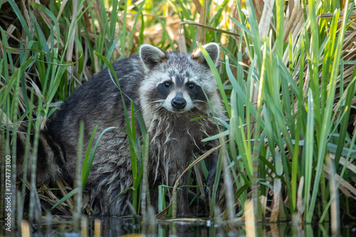 Raccoon (Procyon lotor) – a species of medium-sized mammal in the family Procyonidae