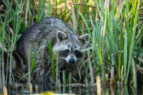 Raccoon (Procyon lotor) – a species of medium-sized mammal in the family Procyonidae