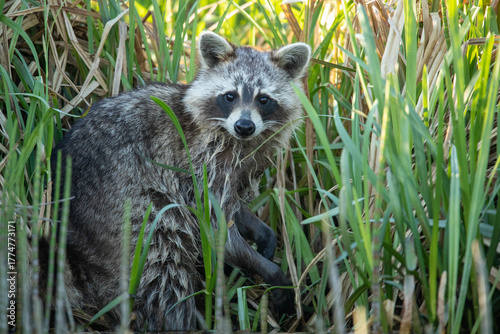 Raccoon (Procyon lotor) – a species of medium-sized mammal in the family Procyonidae
