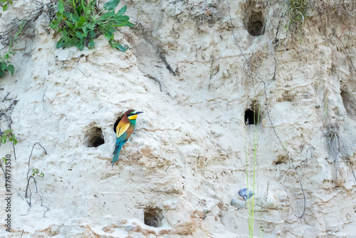 Bee-eater (Eurasian), European Bee-eater, European Honey-eater (Merops apiaster) – a species of medium-sized migratory bird in the family Bee-eater