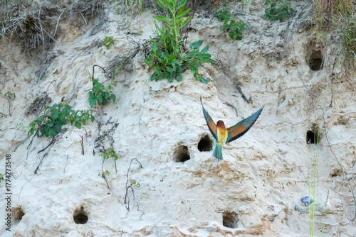 Bee-eater (Eurasian), European Bee-eater, European Honey-eater (Merops apiaster) – a species of medium-sized migratory bird in the family Bee-eater