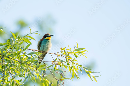 Bee-eater (Eurasian), European Bee-eater, European Honey-eater (Merops apiaster) – a species of medium-sized migratory bird in the family Bee-eater