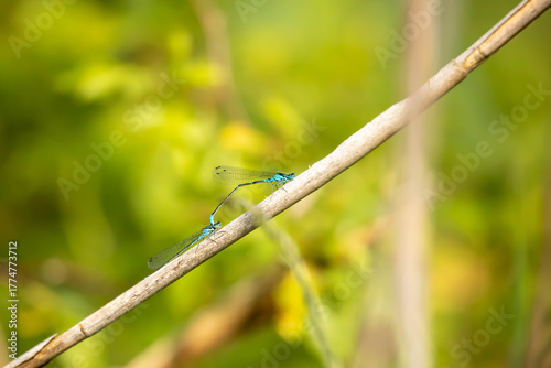 Dragonflies (Odonata) are predatory, diadromous insects closely associated with the aquatic environment.