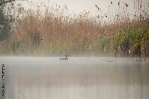 The common mallard (Anas platyrhynchos) is a species of waterbird in the Anatidae family.