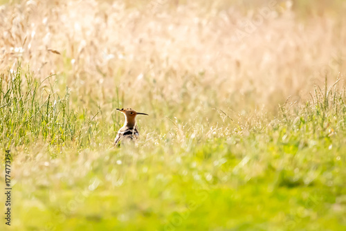 Hoopoe (Upupa epops) – a medium-sized migratory bird species