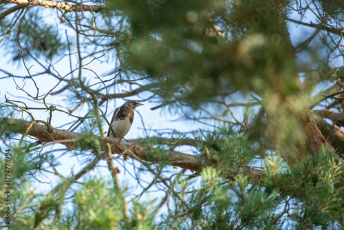 The fieldfare (Turdus pilaris) is a species of medium-sized migratory bird in the Turdidae family.