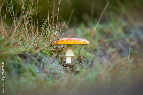 Amanita muscaria – a species of mushroom in the Amanita family