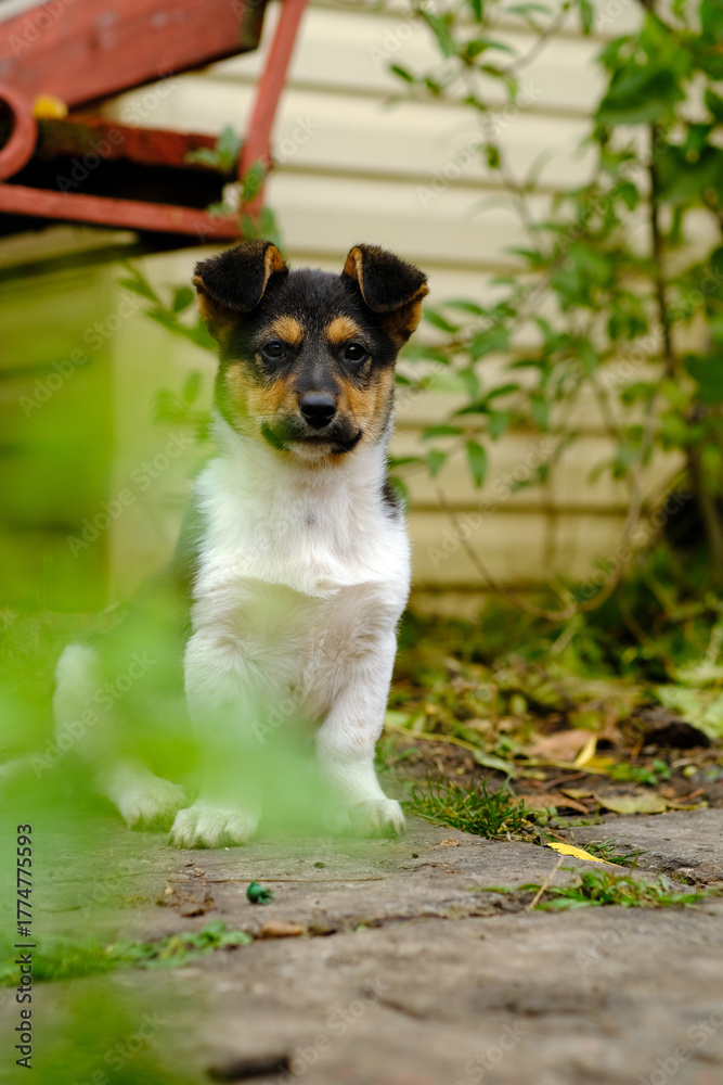 Fototapeta premium Cute Puppy Sitting in a Garden Surrounded by Greenery During a Sunny Afternoon