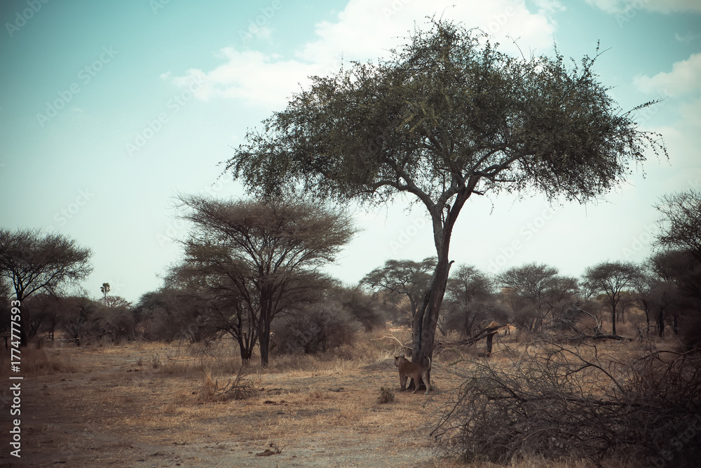 Fototapeta premium An African lion in the savannah. Beautiful scenery. Dangerous predator.