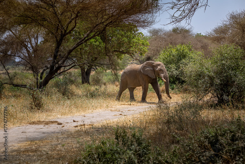 Photography Beautiful elephants in the African savannah