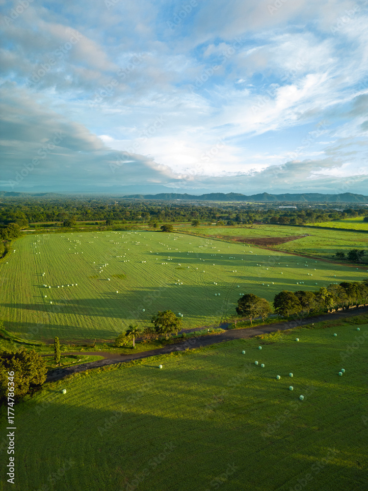 Obraz premium Hay production fields for animals, with bales of straw after the harvest, Panama, Chiriqui, Central America - stock photo