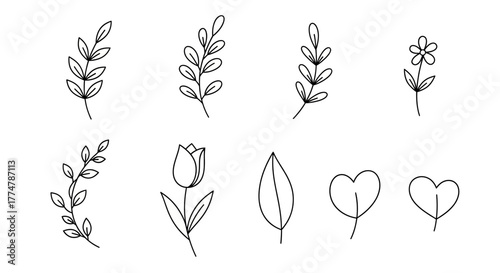 Delicate botanical line art elements: perfect for elegant designs, minimalist cards, and adding a touch of nature to your creative projects, originally vector