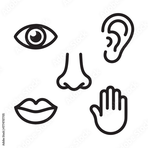 Five human senses vector illustration
