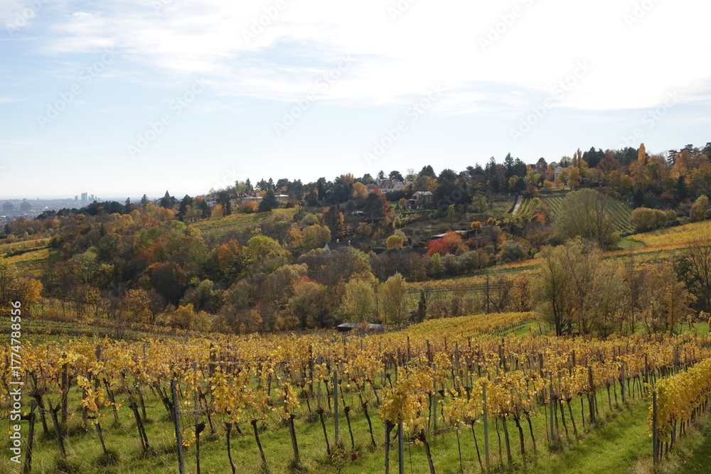 Naklejka premium 色づく丘と葡萄畑