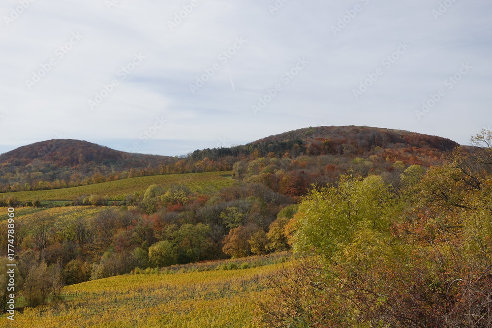 Fototapeta premium 色付く秋の丘と葡萄畑