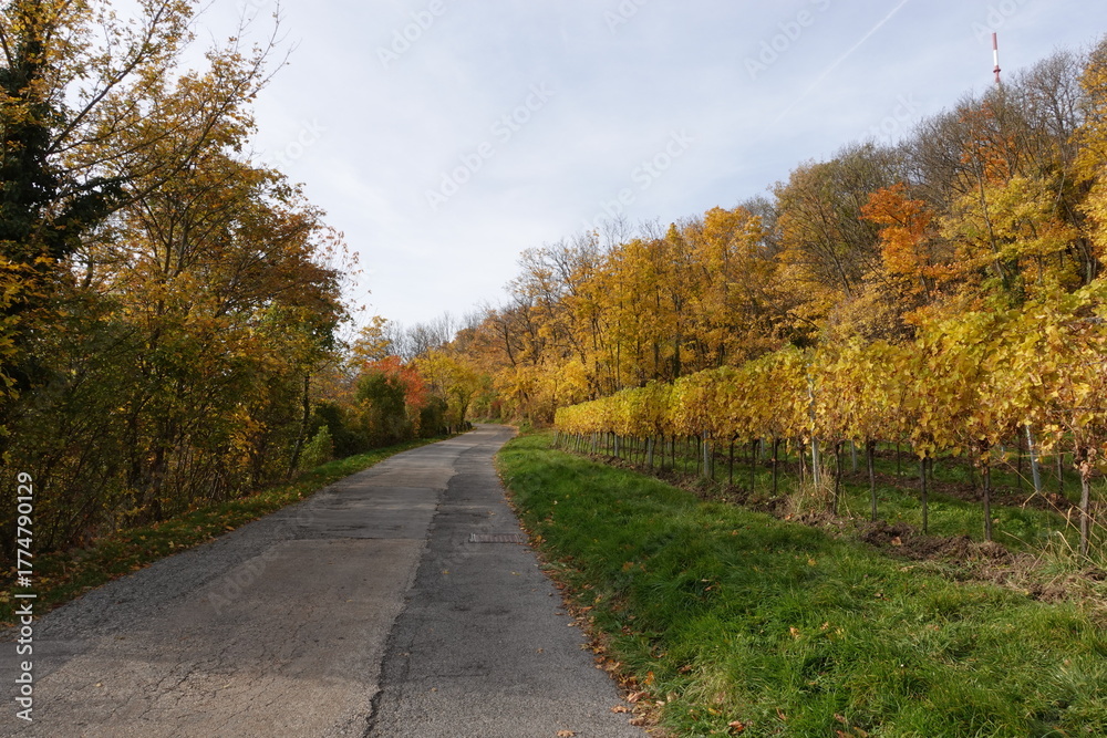 Fototapeta premium 紅葉の中の小径