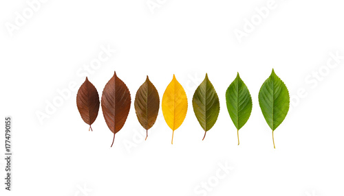 Leaves in a row, showing a color transition from brown to green against a black background