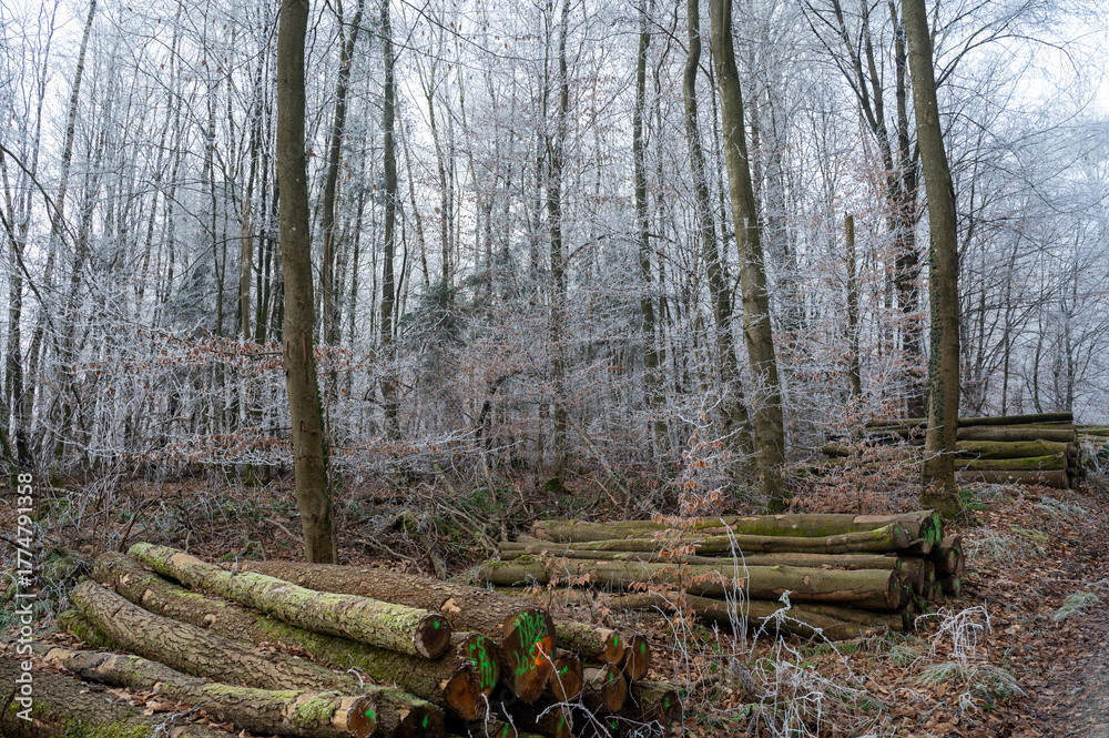 Fototapeta premium Field path in the forest with firewood and hoarfrost on a cold winter day