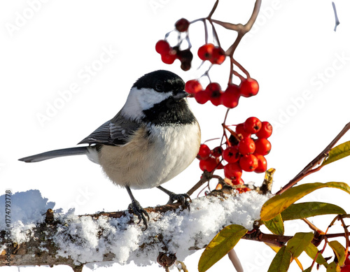 Winter Songbird and Red Berry Branch