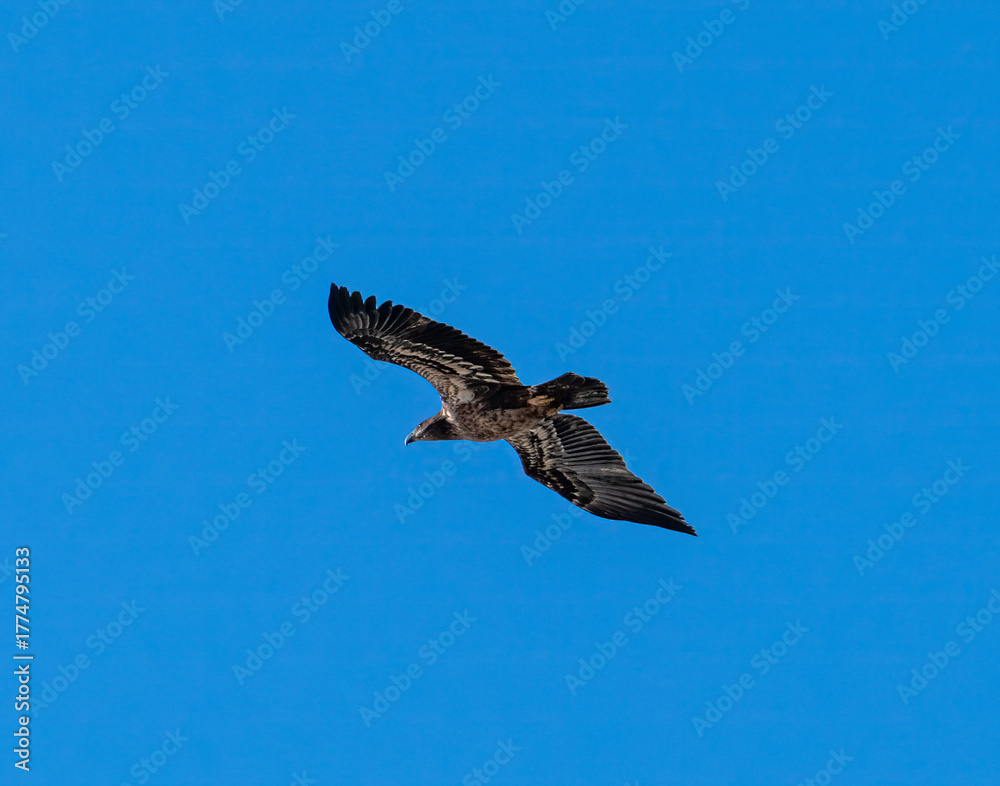 Obraz premium Bald eagle in flight with blue sky