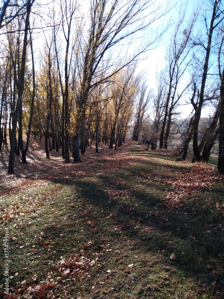 Obraz premium autumn in the park