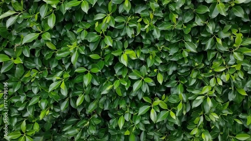 Wallpaper Mural Dense Green Foliage Wall of Leaves Creates a Natural Background. Torontodigital.ca