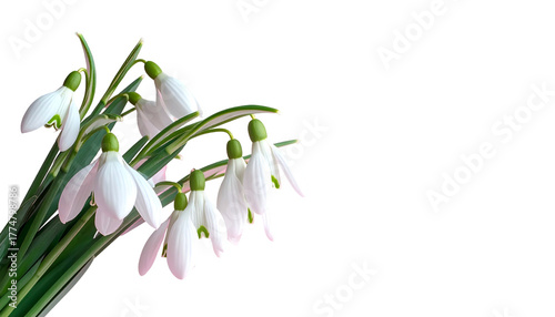Delicate cluster of snowdrop flowers with white petals and green stems against black