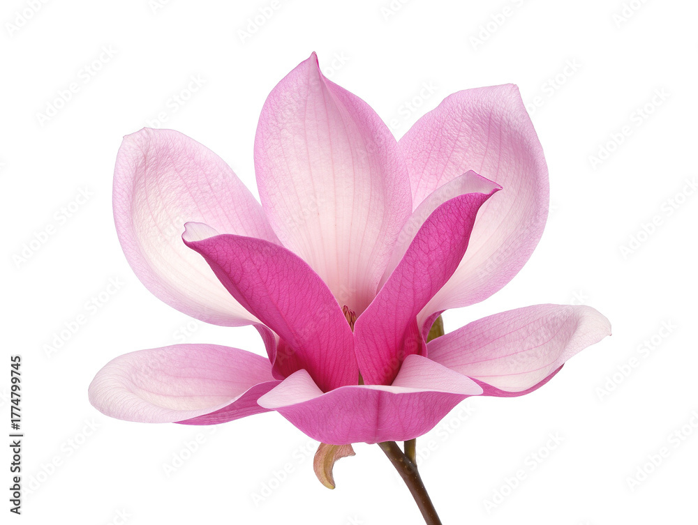 Obraz premium pink magnolia flower isolated on white background