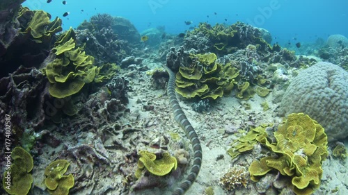 A Banded sea krait, Laticauda semifasciata, swims over the rocky reef at Pulau Serua in the Banda Sea, Indonesia. This remote island harbors aggregations of these venomous yet docile sea snakes.