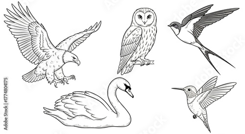 Line art illustration of five different bird species.
