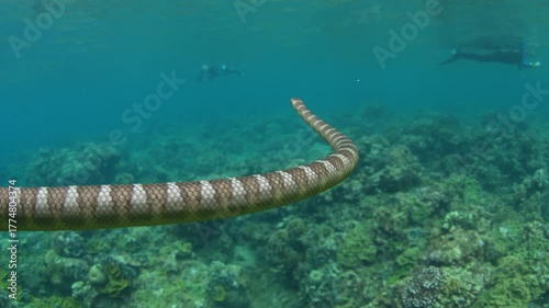 A Banded sea krait, Laticauda semifasciata, swims over the rocky reef at Pulau Serua in the Banda Sea, Indonesia. This remote island harbors aggregations of these venomous yet docile sea snakes.