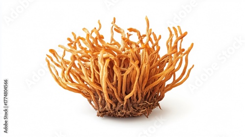 Exploring Ophiocordyceps sinensis Mushroom