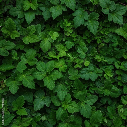 Wallpaper Mural A vibrant, dense natural background composed entirely of lush green tropical foliage and various organic patterns creating a fresh texture, plant, growth, texture Torontodigital.ca