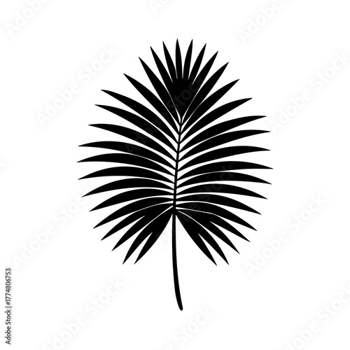 detailed palm frond silhouette illustration