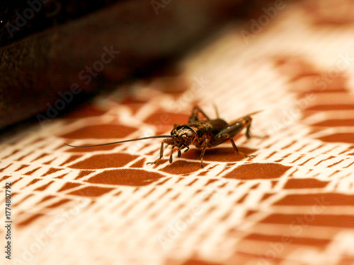 Grillon des bois (Nemobius sylvestris) observé en intérieur au début de l’hiver, macro naturaliste détaillée montrant les antennes et la texture du corps sur fond graphique chaud