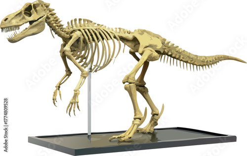 Tyrannosaurus Rex (T. Rex) Dinosaur Skeleton Fossil on Museum Display