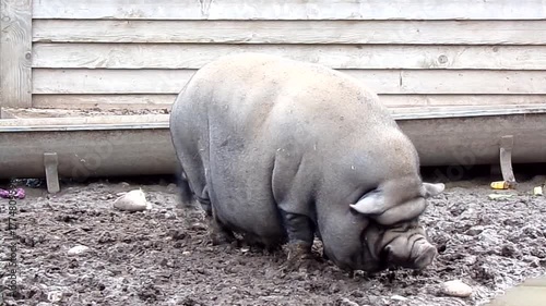 pig in the mud