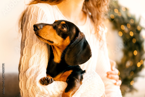beautiful curly girl in a white sweater with dark hair sits on an armchair and holds a black dachshund in her arms. portrait on the background of New Year's decor and a white window