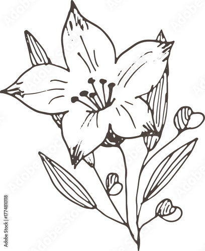 vector illustration of a flower