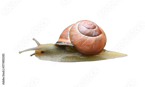 A grove snail isolated on the transparent background