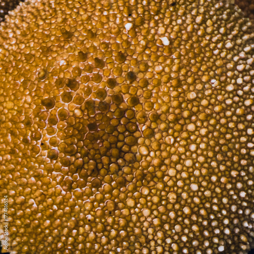 Quadro su tela Abstract organic texture of puffball mushroom surface