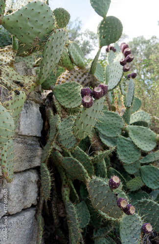 prickly pear cactus