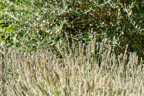 Close-Up View of Lavender Flower