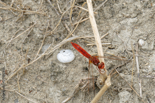 red dragonfly close up