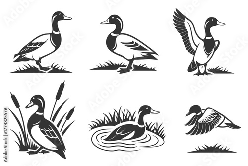 Minimalist canvasback duck icon set with eight unique designs