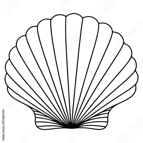 Modern Seashell Outline Drawing Abstract Vector