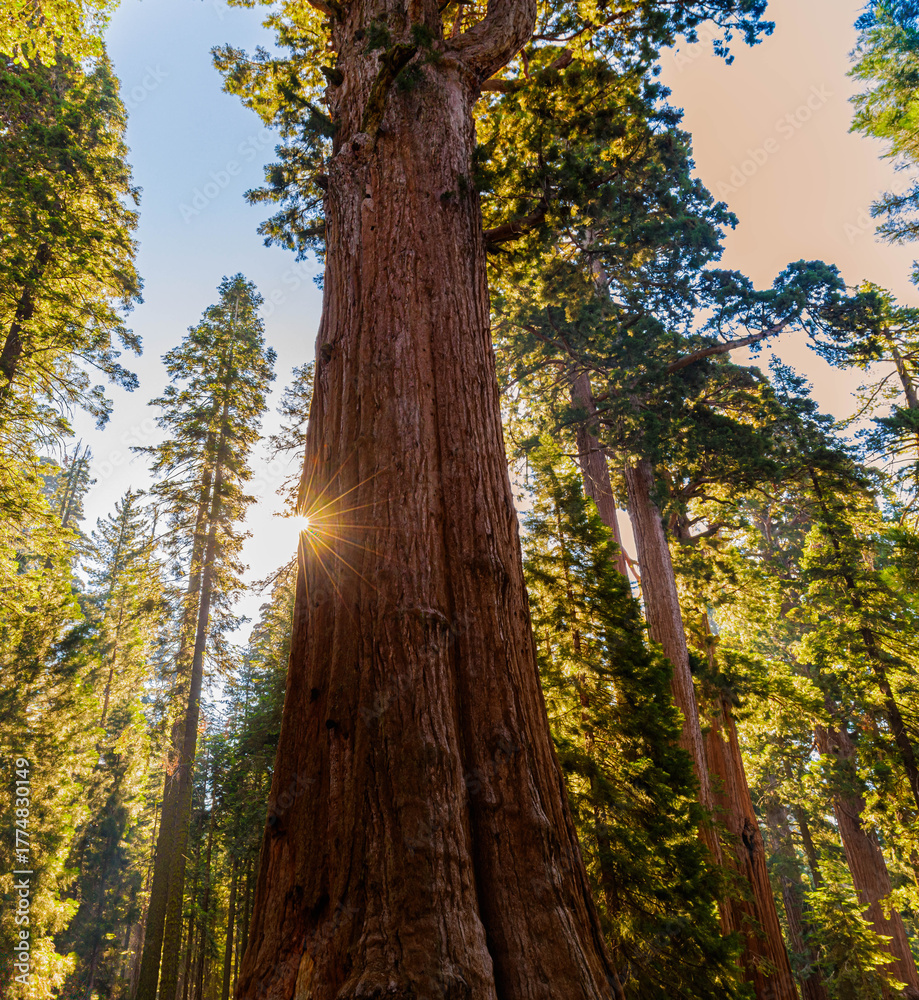 Fototapeta premium Sunlight Streaming Through The Branches of The General Sherman Tree, Sequoia National Park, California, USA