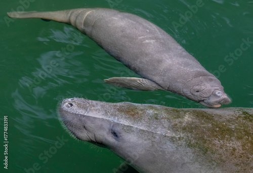 Mother manatee and newborn baby calf In Wekiva River, Florida

